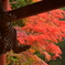 増長天と紅葉。