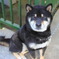 柴犬