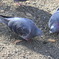 公園の鳩