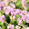 花園に遊ぶ花蜂