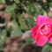秋薔薇