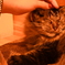 猫カフェ