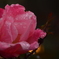 雫持ち花　B