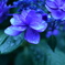 雨上がりの昔紫陽花