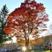 Sky and the best autumn leaves!
