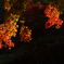 紅と黒