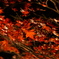 郡上八幡城の紅葉