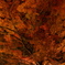 郡上八幡城の紅葉