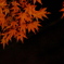 郡上八幡城の紅葉
