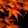 郡上八幡城の紅葉