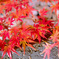 鎌倉より〜秋の風景-8