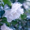 山茶花
