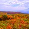 赤い秋  Roter Herbst