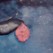 autumn leaves