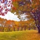 秋の公園にて