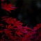 紅葉狩12