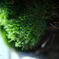 pine tree on the street