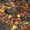 水の中の紅葉