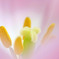 花の妖精　　　