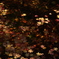 水面の紅葉