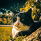 猫の王様