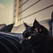 イケメンな黒猫