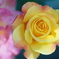 Pretty… Domiplan