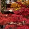 京都 比叡山延暦寺 紅葉階段