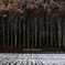 雪と畑と白樺と落葉松