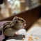 シマリス