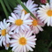 ご近所Flowers