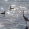 浦安境川　キラキラの中、冬鳥のいる情景