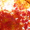 紅葉の下で