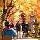 紅葉の参道