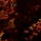 fall