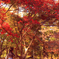 紅葉と松ぼっくり拾いする娘