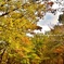 大山の紅葉（大山環状道路にて）