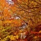 大山の紅葉（石の大鳥居にて）