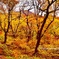 大山の紅葉