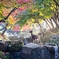 鹿に紅葉　その２