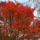 蓼科　紅葉