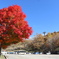 蓼科　紅葉３