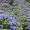 美の山公園紫陽花の滝