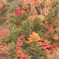 日光の紅葉