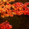 横谷渓谷紅葉