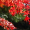 色付きはじめました～紅葉