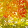 紅葉賛歌