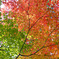 紅葉6
