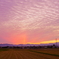うろこ雲の夕景