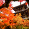 真如堂紅葉